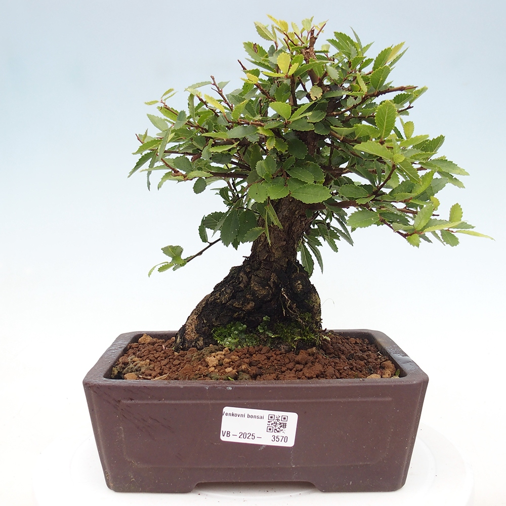 Bonsai für draußen - Zelkova - Zelkova NIRE