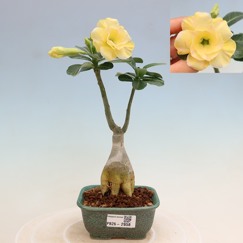 Zimmerbonsai – Adenium obesum, veredelt mit Alonza – Wüstenrose