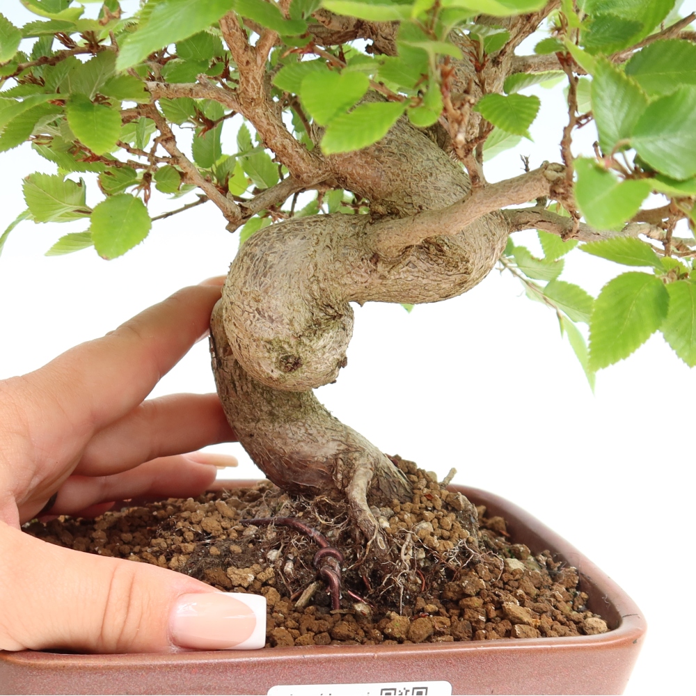 Bonsai für draußen - Karpinus Coreana - Koreanische Hainbuche