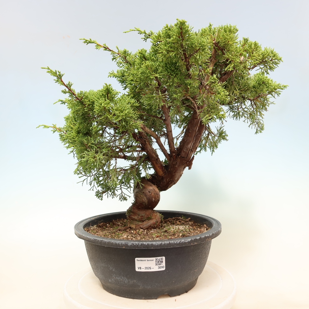 Bonsai für draußen - Juniperus chinensis Itoigawa-Juniperus chinensis