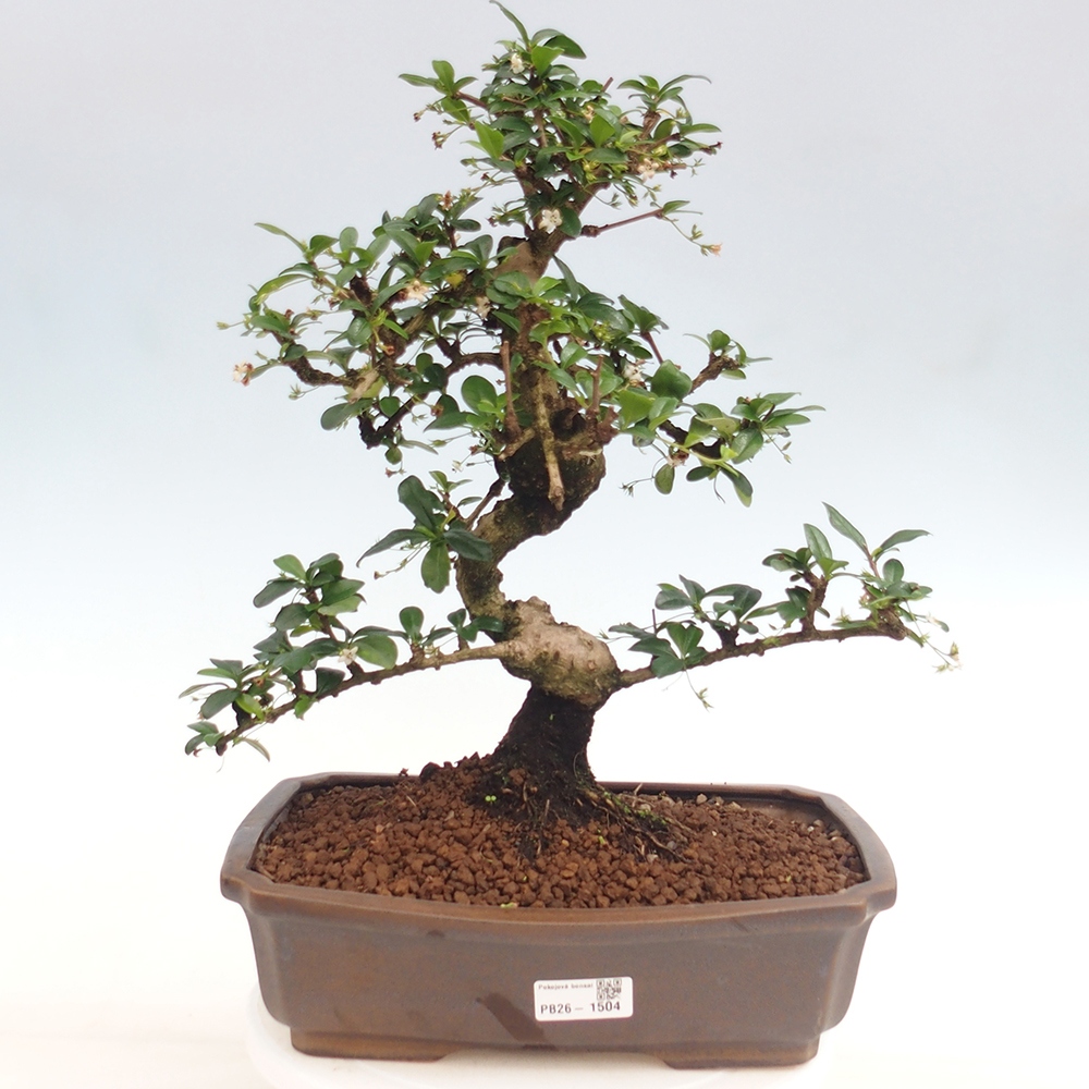 Zimmer-Bonsai - Carmona macrophylla - Tee-Fuki