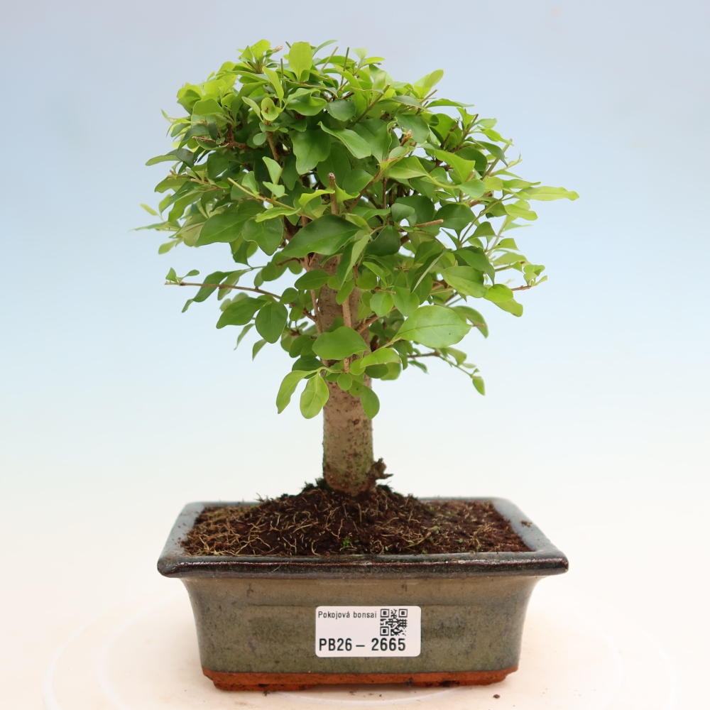 Zimmer Bonsai -Ligustrum chinensis - Vogelschnabel