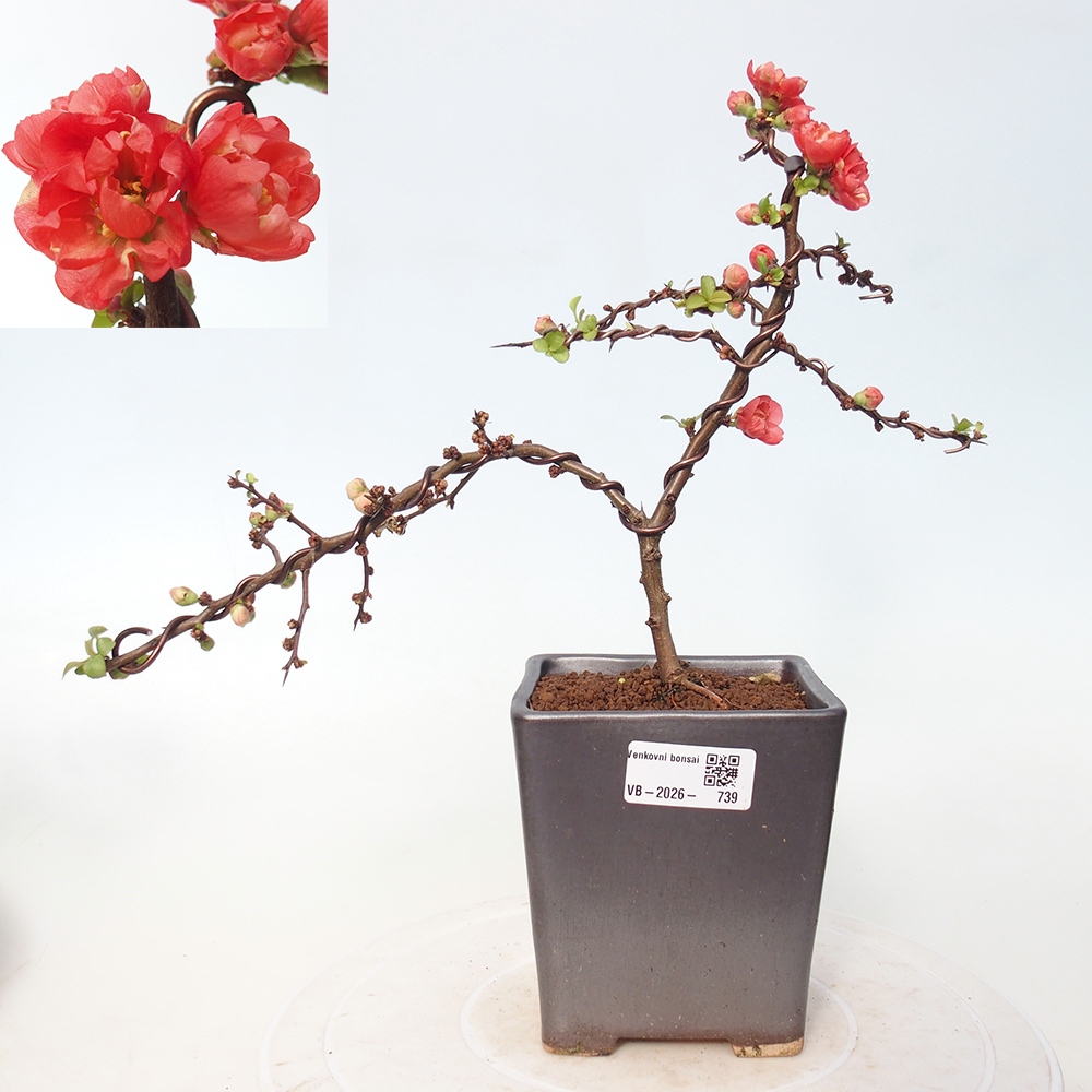 Bonsai für draußen - Chaneomeles s. Red Joy - Quitte