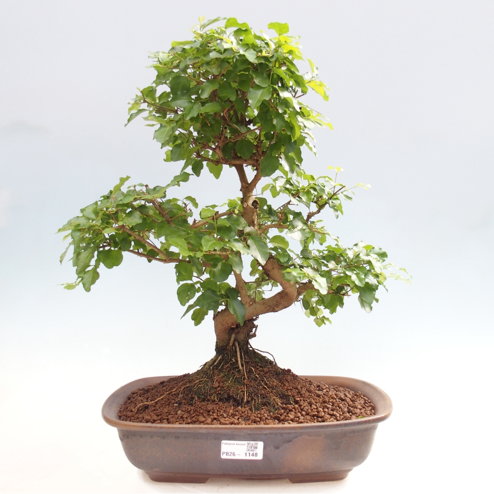Zimmer Bonsai -Ligustrum chinensis - Vogelschnabel