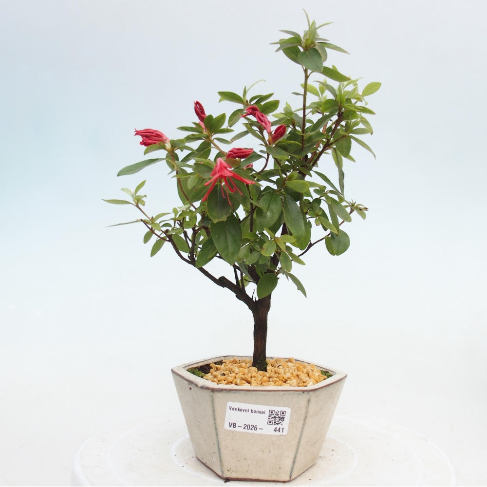 Bonsai für draußen - Japanische Azalee - Azalea sp.