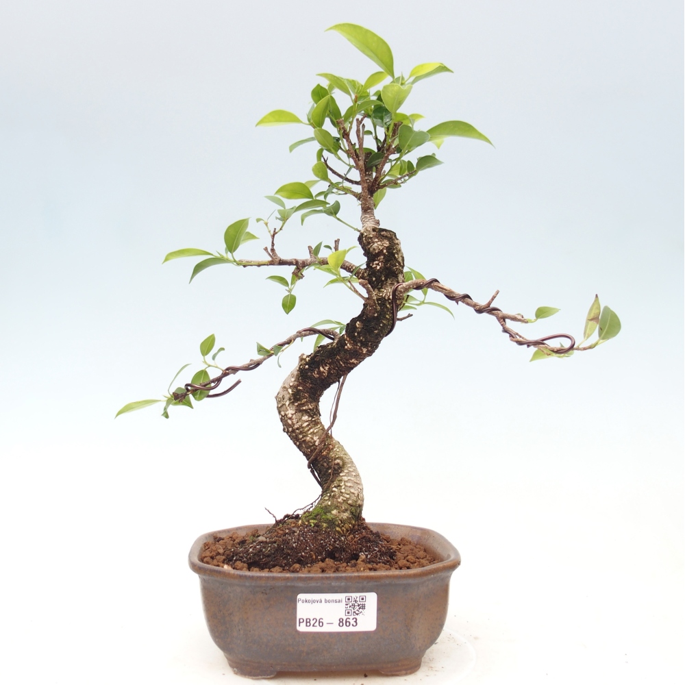 Zimmerbonsai - Ficus retusa - Kleinblättriger Ficus