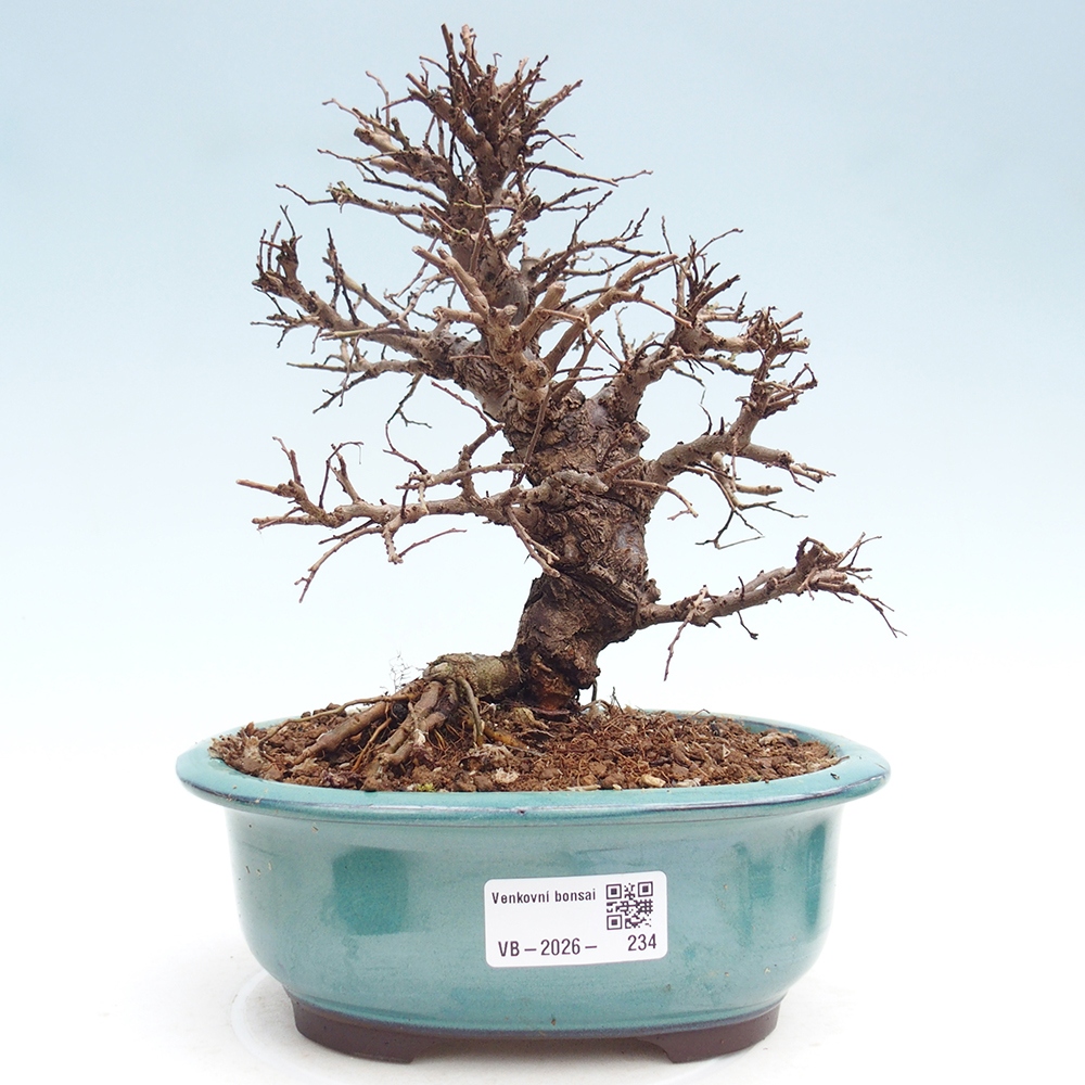 Bonsai für draußen - Zelkova - Zelkova NIRE