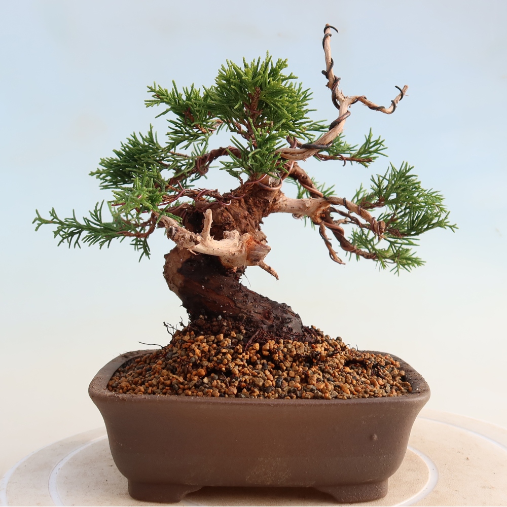Bonsai für draußen - Juniperus chinensis Itoigawa