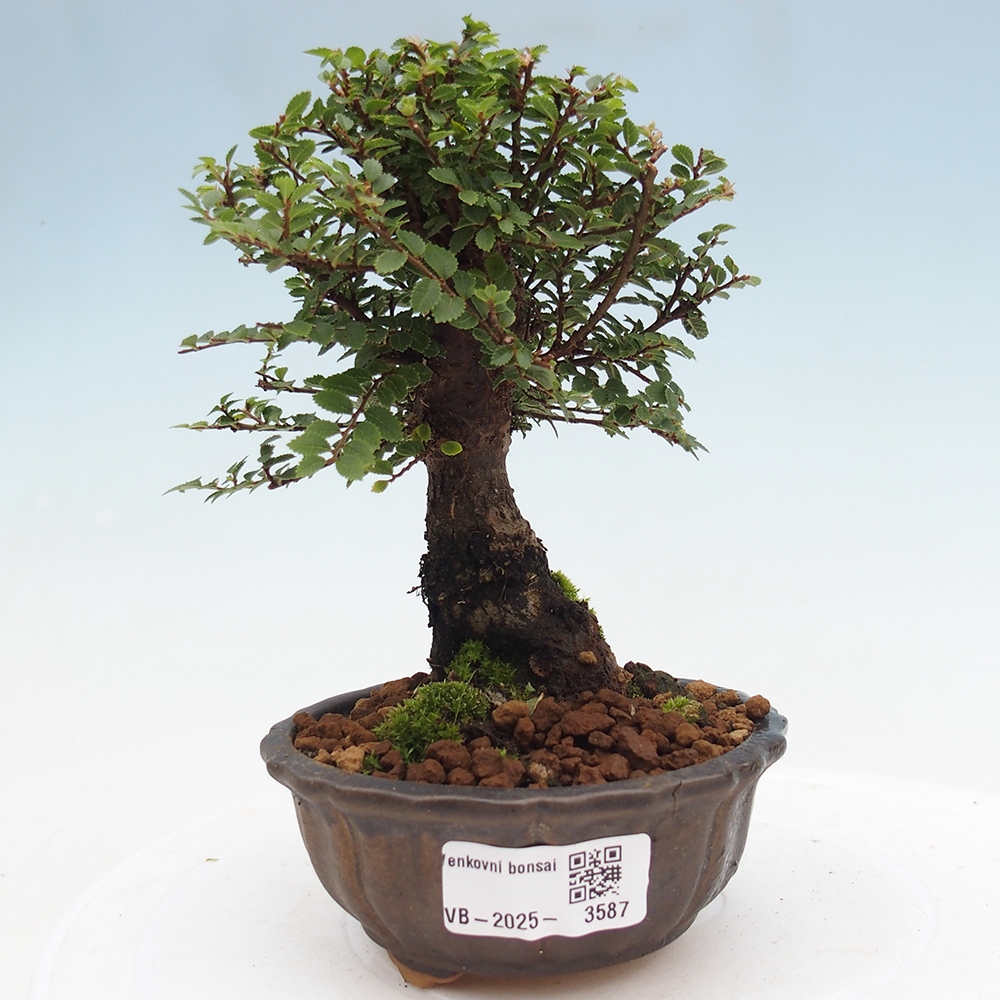Bonsai für draußen - Ulmus parvifolia Hokkaido - Chinesische Ulme