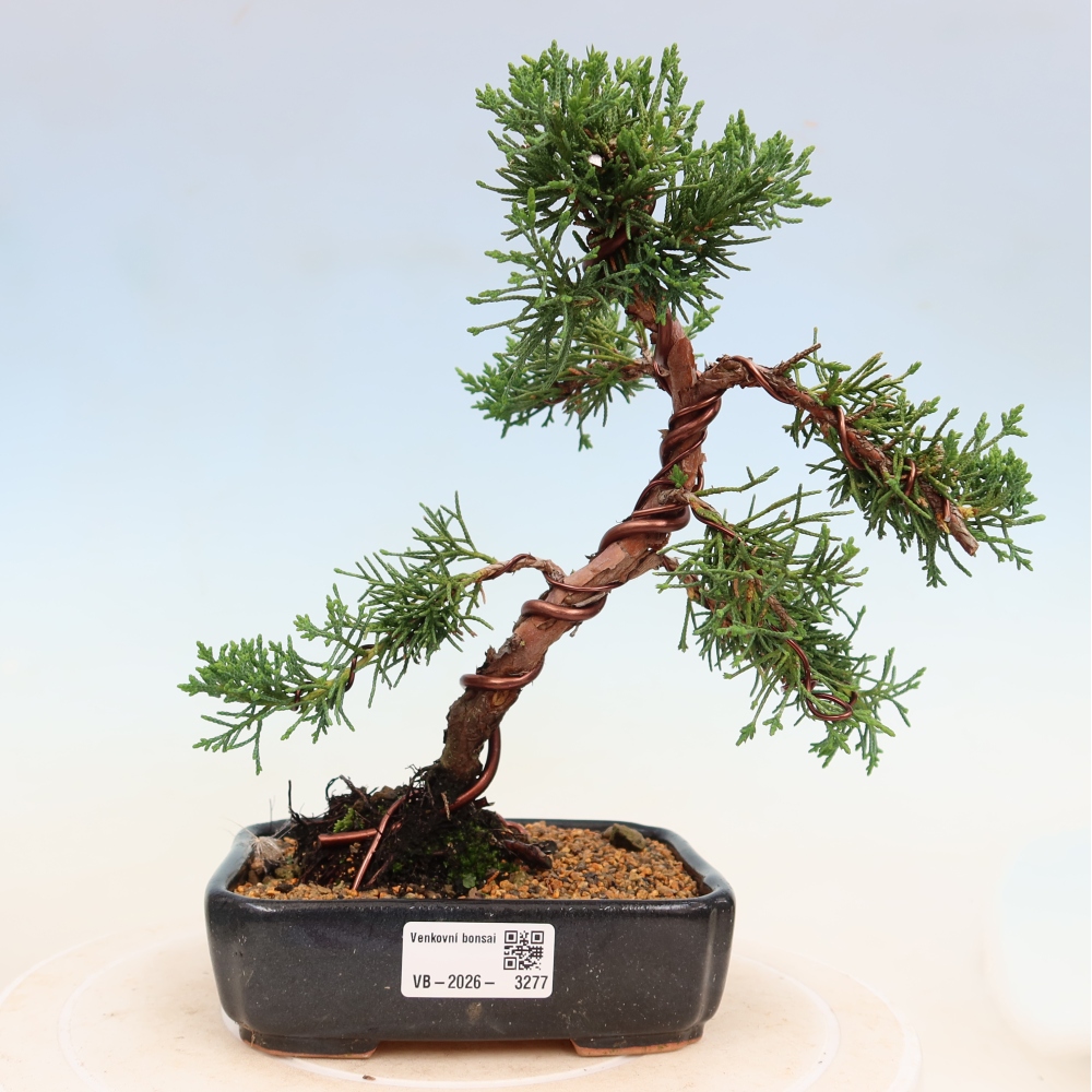 Bonsai für draußen - Juniperus chinensis Kishu