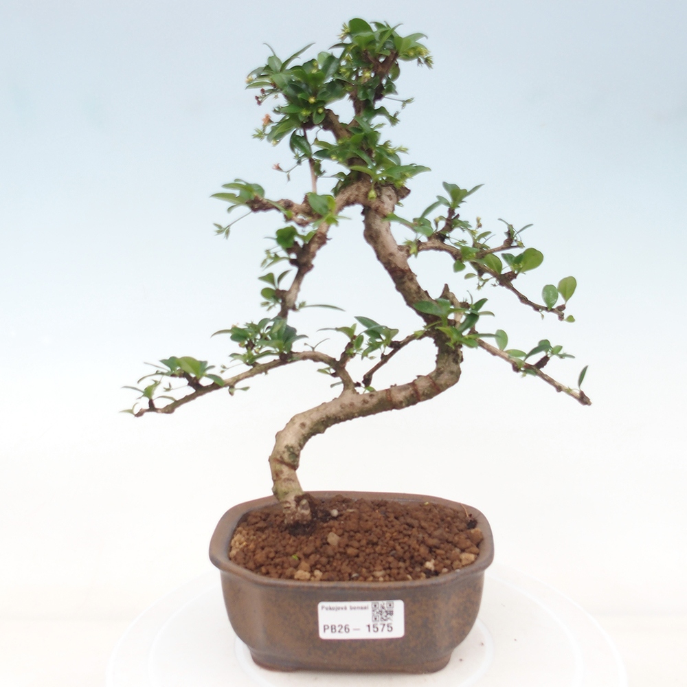 Zimmer-Bonsai - Carmona macrophylla - Tee-Fuki