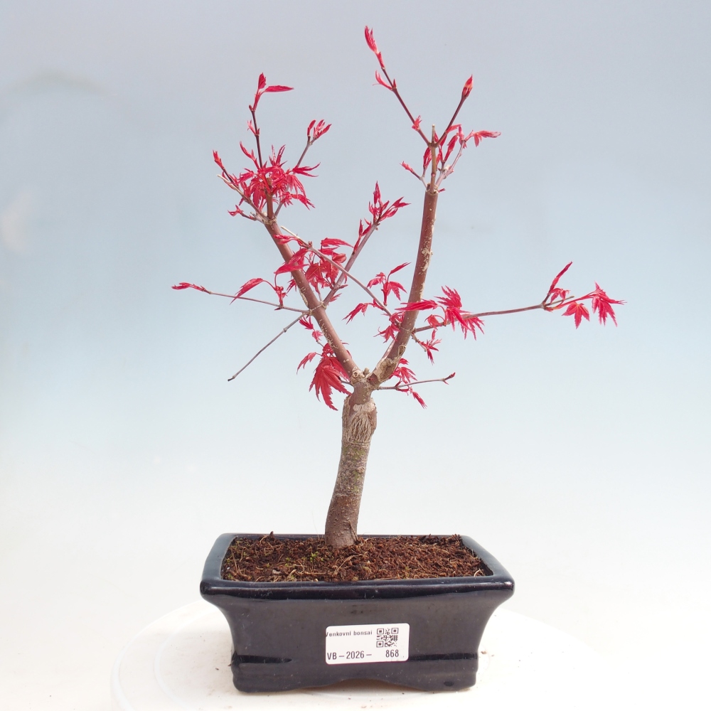 Bonsai für draußen - Acer palmatum DESHOJO