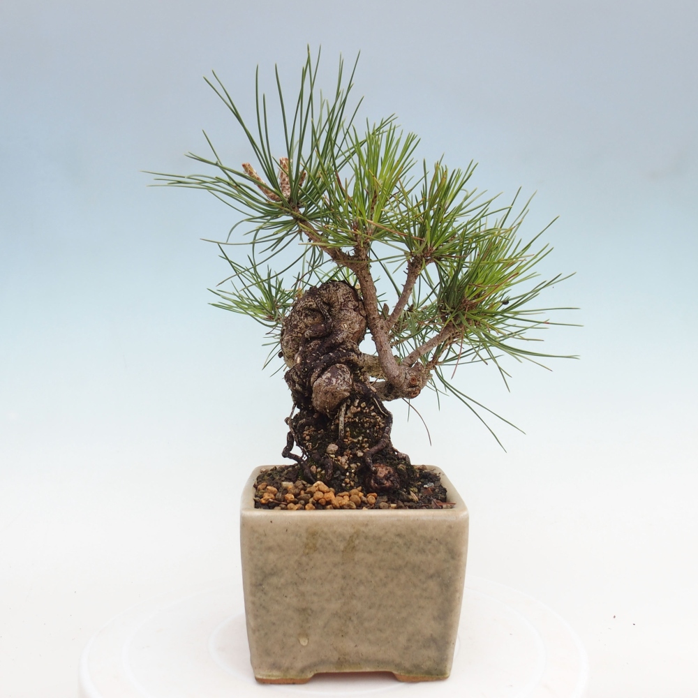 Bonsai für draußen - Pinus thunbergii - Thunberg-Kiefer