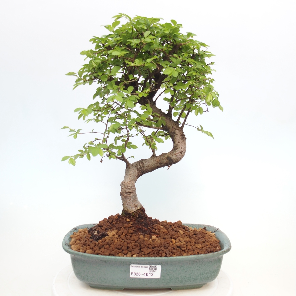 Zimmerbonsai - Ulmus parvifolia - Kleinblättrige Ulme