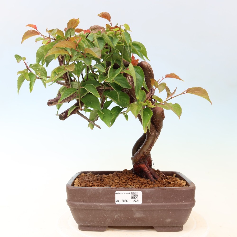 Bonsai für den Außenbereich – Japanischer Aprikosenbaum – Prunus Mume