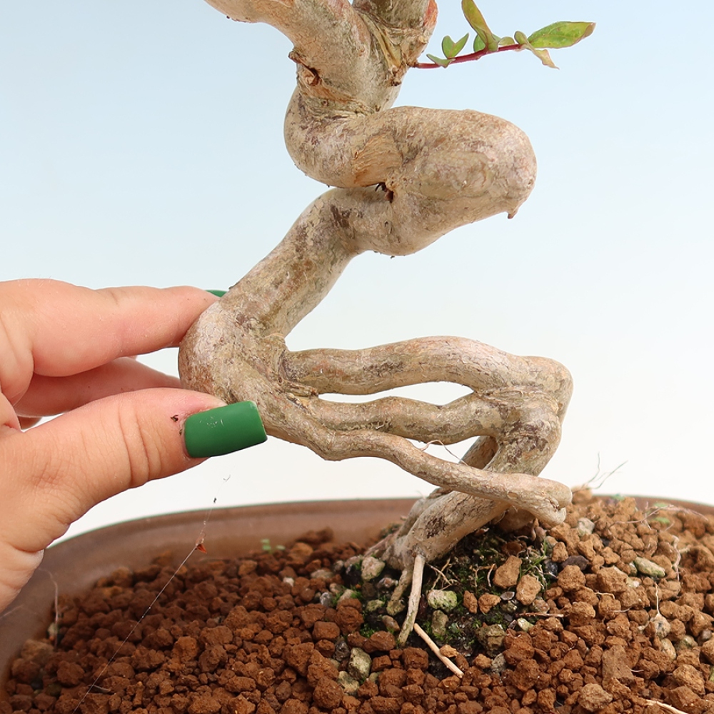 Zimmerbonsai – Lagerstroemia indica – Indischer Flieder