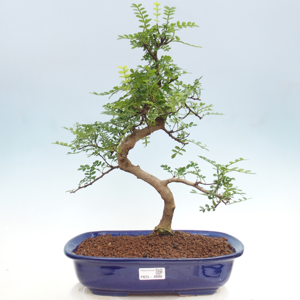 Zimmer Bonsai - Zantoxylum piperitum - Pfefferbaum