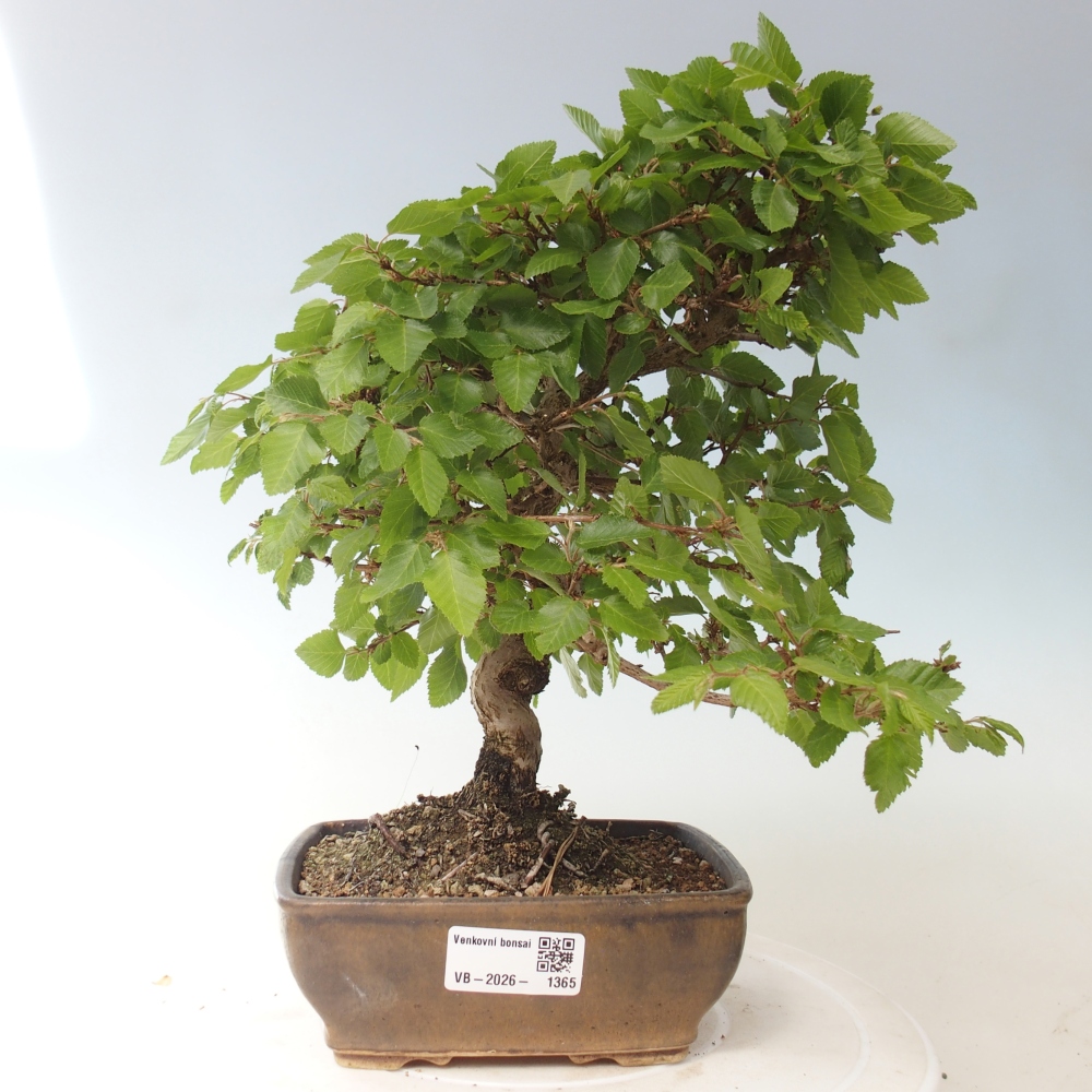 Bonsai für draußen -Carpinus CARPINOIDES - Koreanische Hainbuche