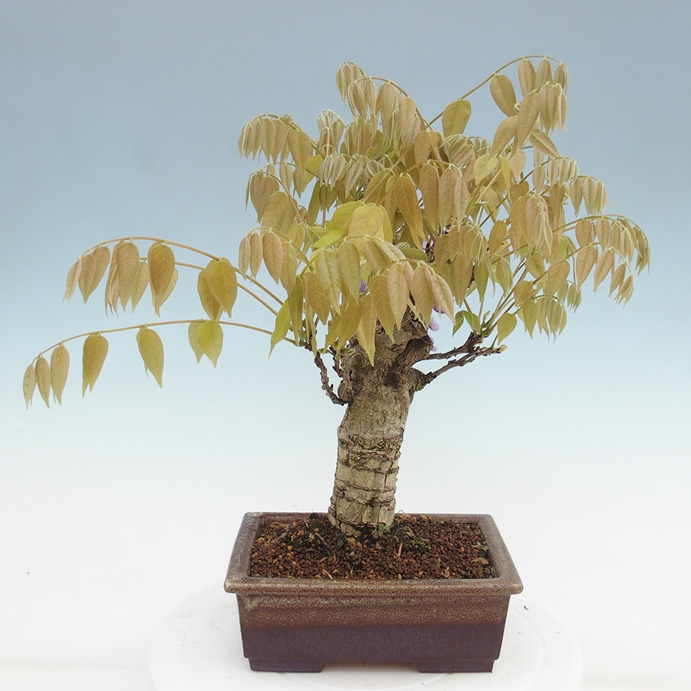 Bonsai für draußen - Wisteria floribunda