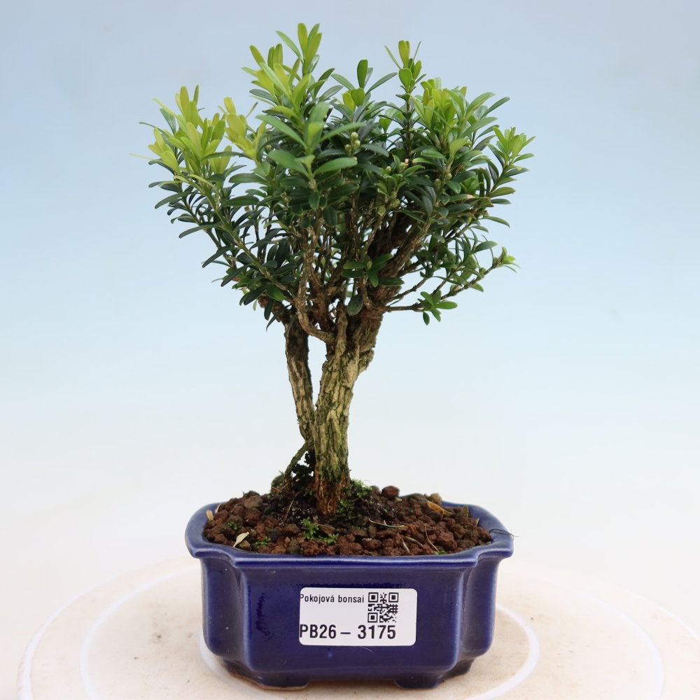Zimmer Bonsai - Buxus harlandii - Korkbuxus