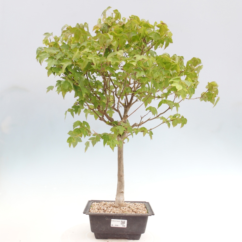 Bonsai für draußen - Acer Buergerianum - Bergahorn