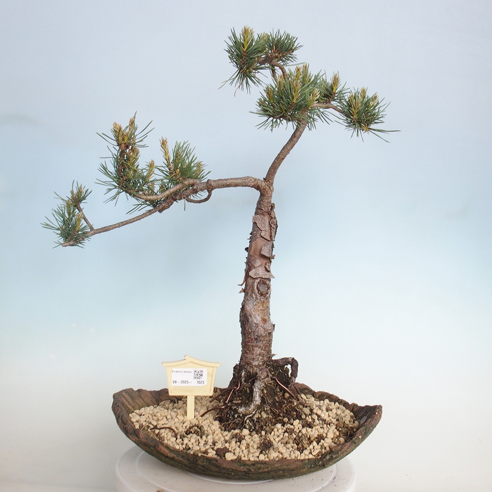 Bonsai für draußen - Pinus Sylvestris Watererri - Waldkiefer