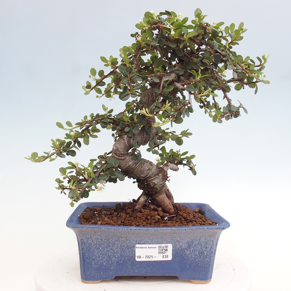 Freiland-Bonsai-Cotoneaster dammeri - Damer's Rock