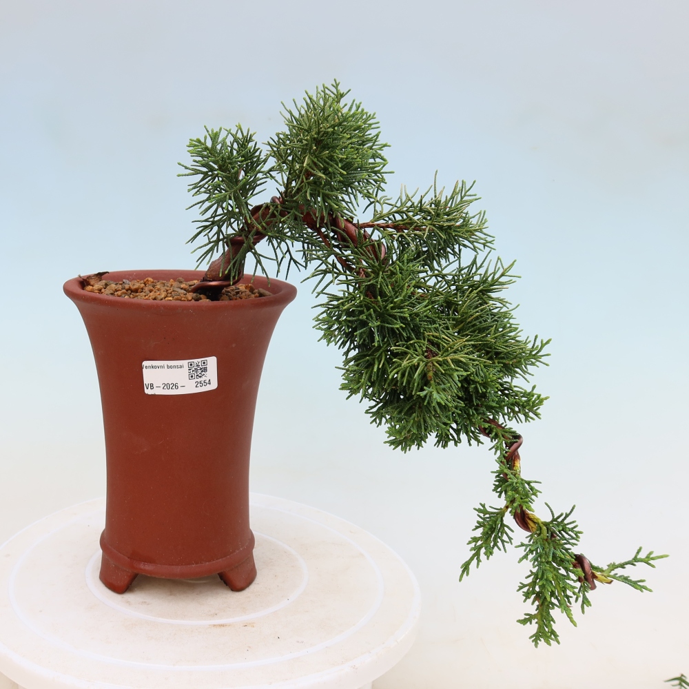 Bonsai für draußen - Juniperus chinensis Kishu