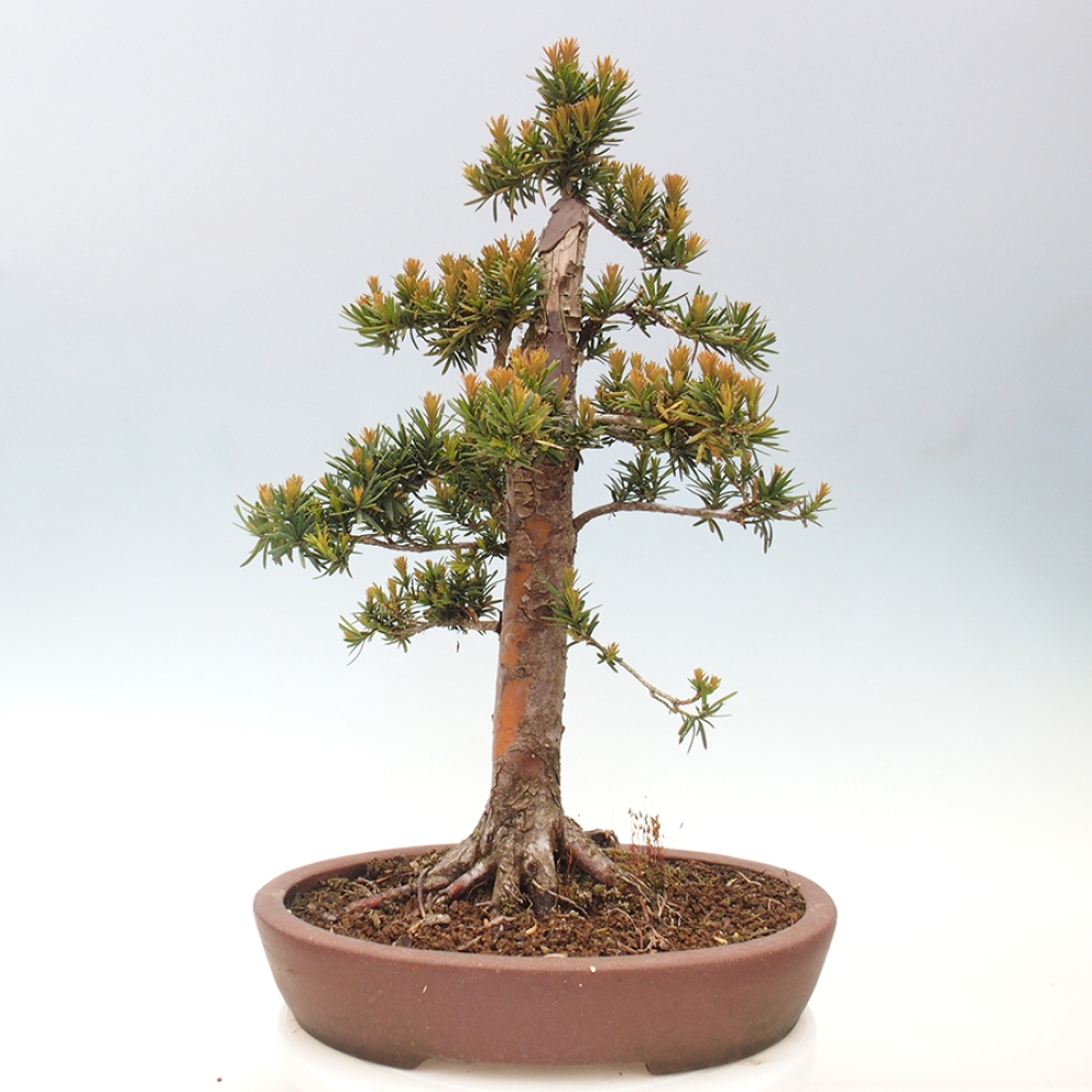 Bonsai für draußen - Taxus cuspidata - Japanische Eibe