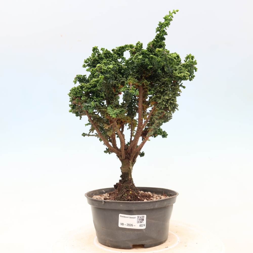 Bonsai für draußen - Cham. obtusa SEKKA HINOKI - Zypresse