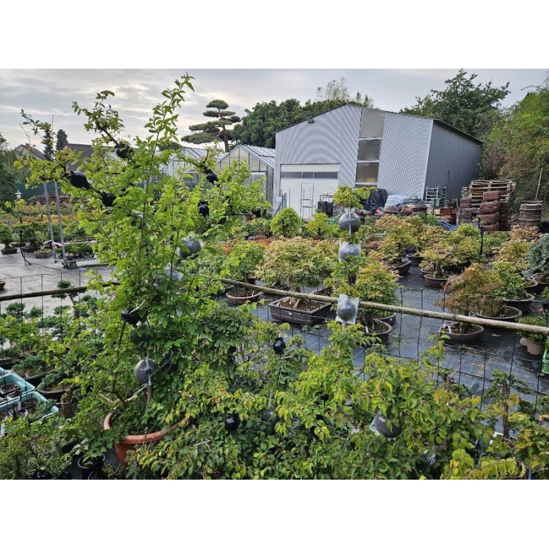 Kugeln 12 cm transparent