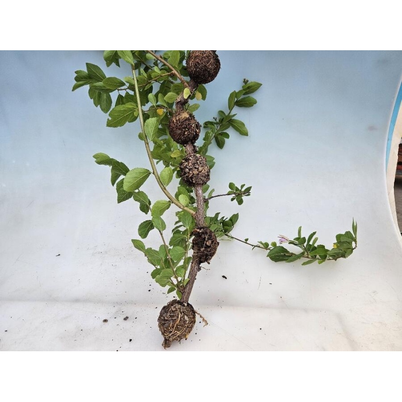 Brennende Kugel 5 cm transparent 1 Stück