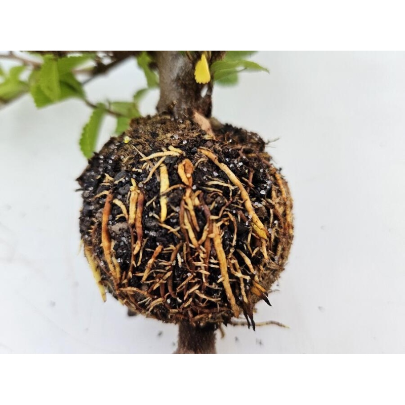 Brennende Kugel 8 cm transparent 1 Stück