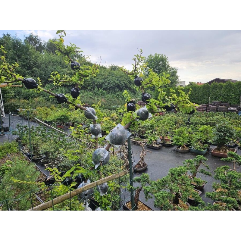 Schneidekugel 8 cm transparent