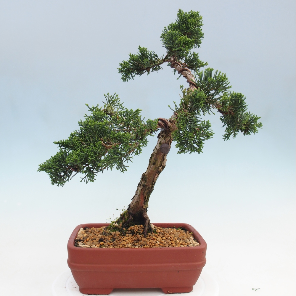 Bonsai für draußen - Juniperus chinensis Kishu