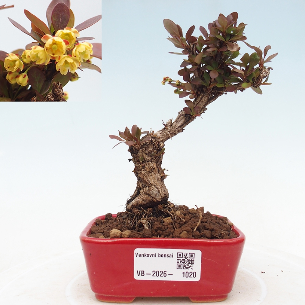 Bonsai für draußen - Berberis Thunbergii Bagatelle