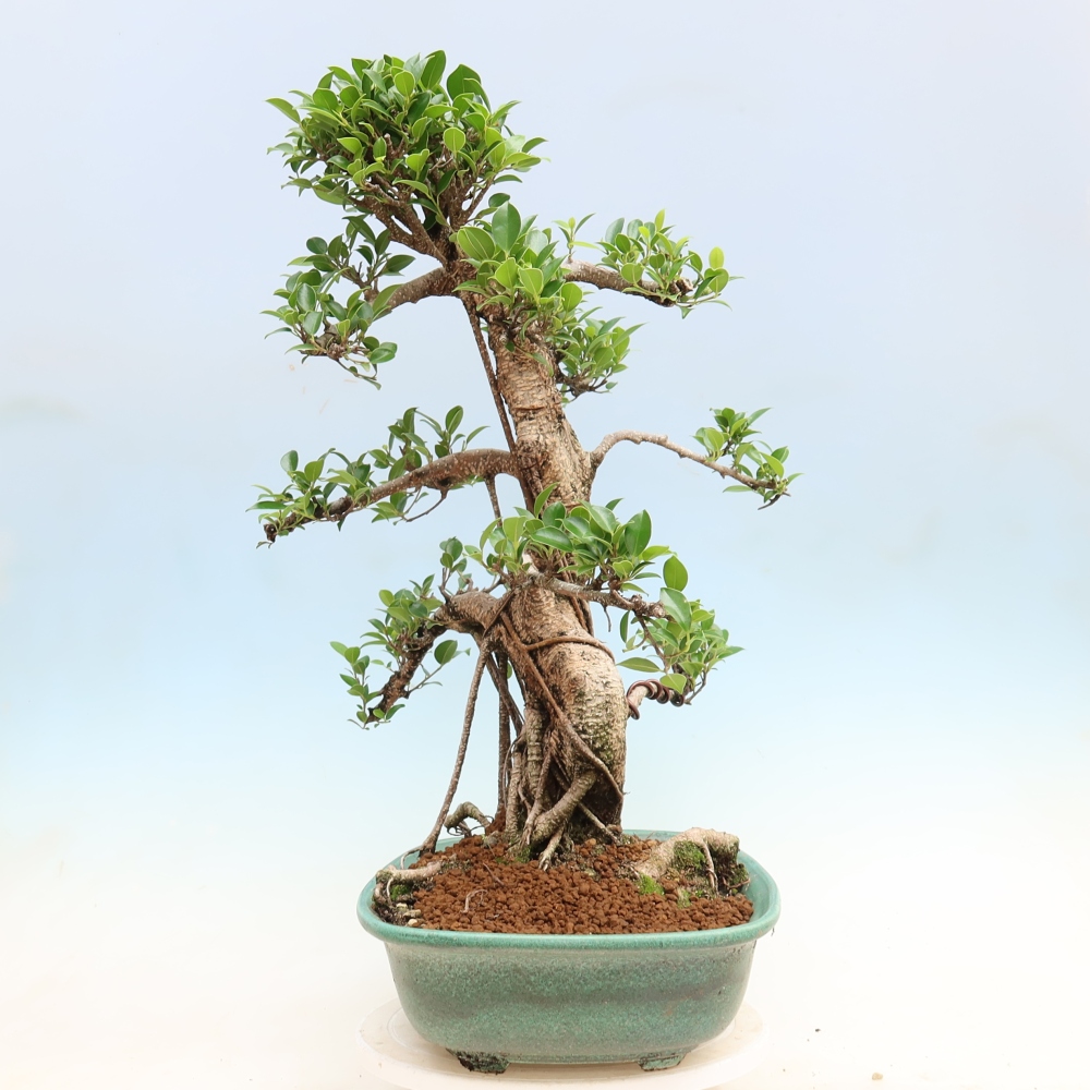 Zimmerbonsai - Ficus kimmen - Kleinblättriger Ficus