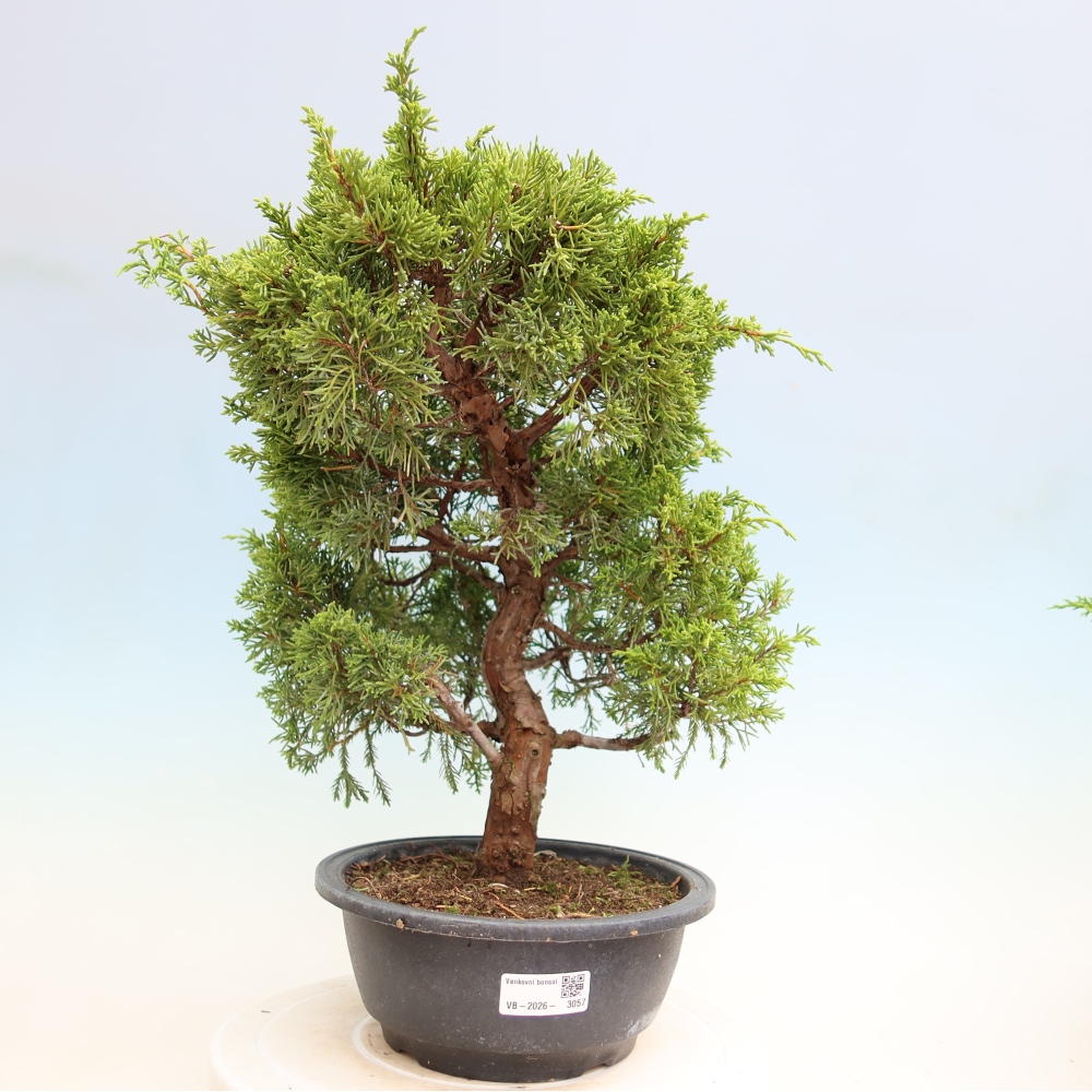 Bonsai für draußen - Juniperus chinensis Itoigawa-Juniperus chinensis