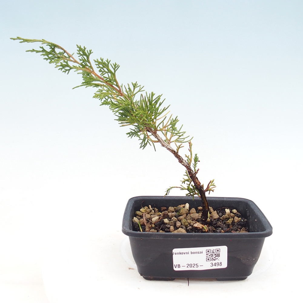 Bonsai für draußen - Juniperus chinensis Itoigawa