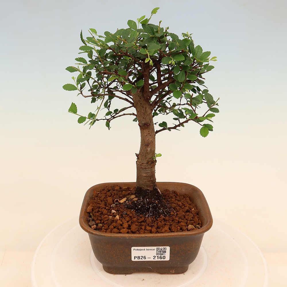 Zimmerbonsai - Ulmus parvifolia - Kleinblättrige Ulme