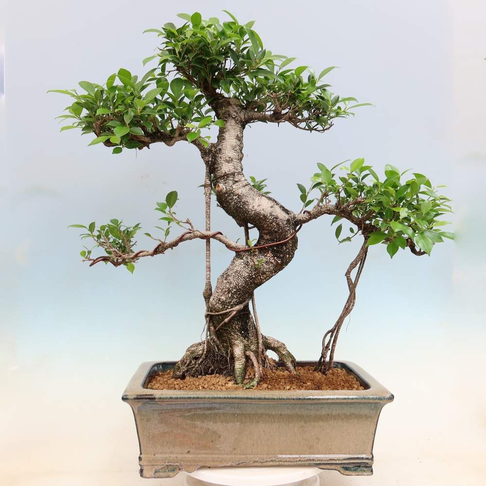Zimmerbonsai - Ficus kimmen - Kleinblättriger Ficus