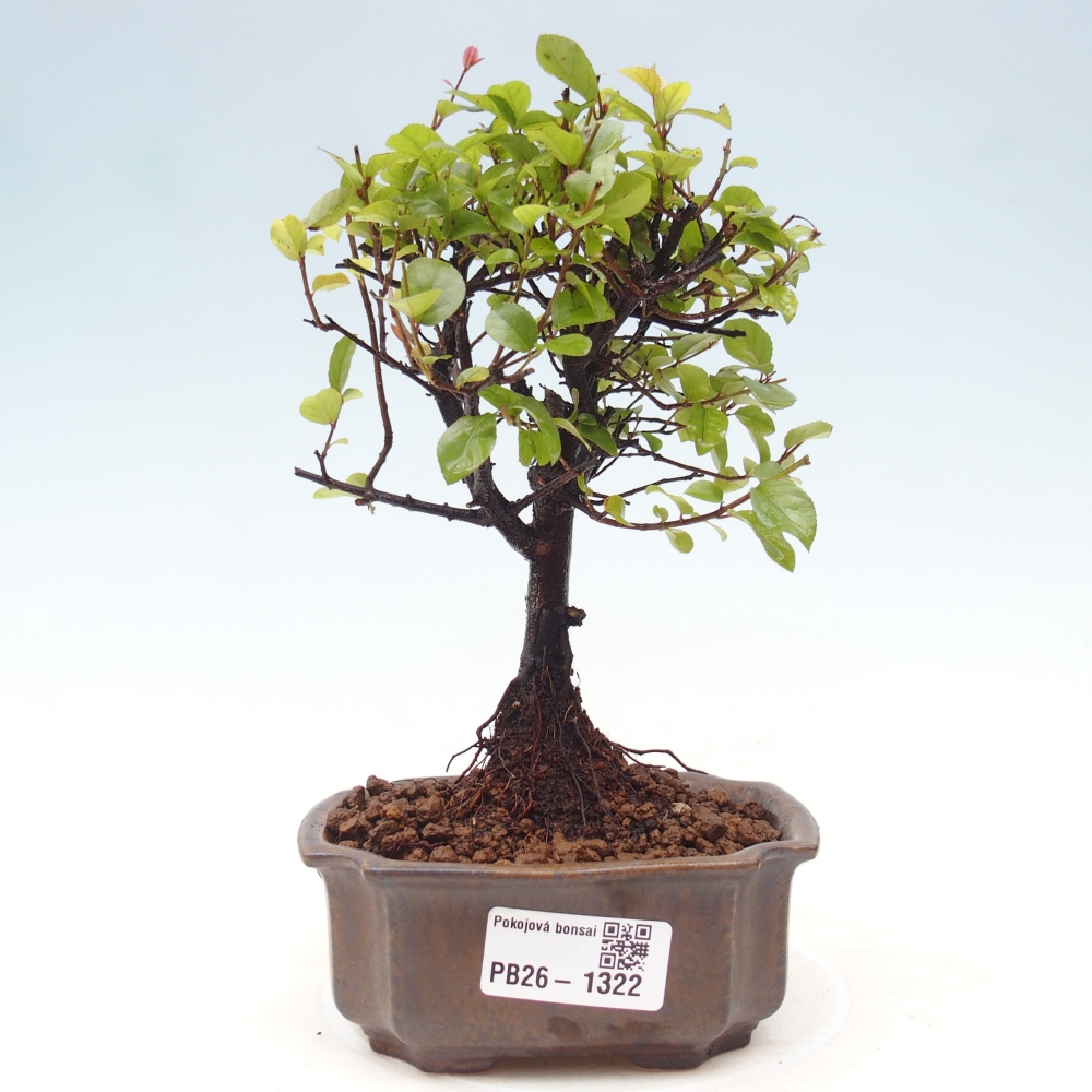 Zimmer Bonsai - Sageretia thea - Sageretia thea