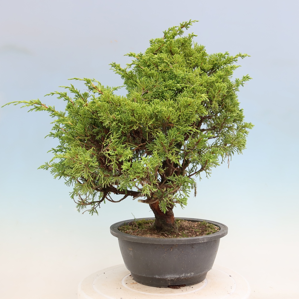 Bonsai für draußen - Juniperus chinensis Itoigawa-Juniperus chinensis
