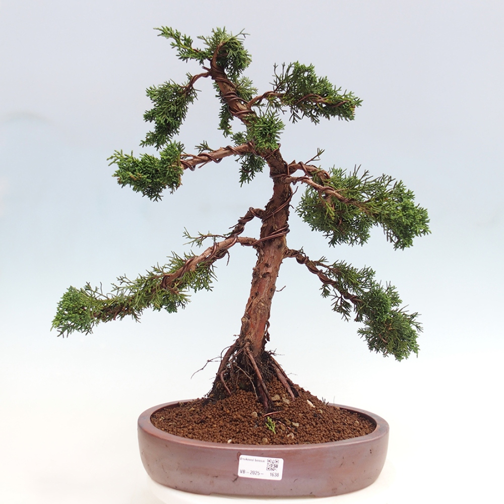 Bonsai für draußen - Juniperus chinensis Kishu