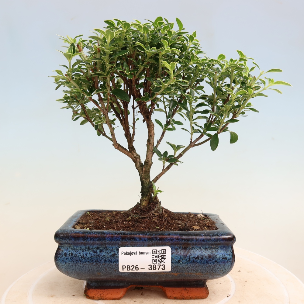 Zimmerbonsai - Serissa foetida Variegata - Baum der Tausend Sterne