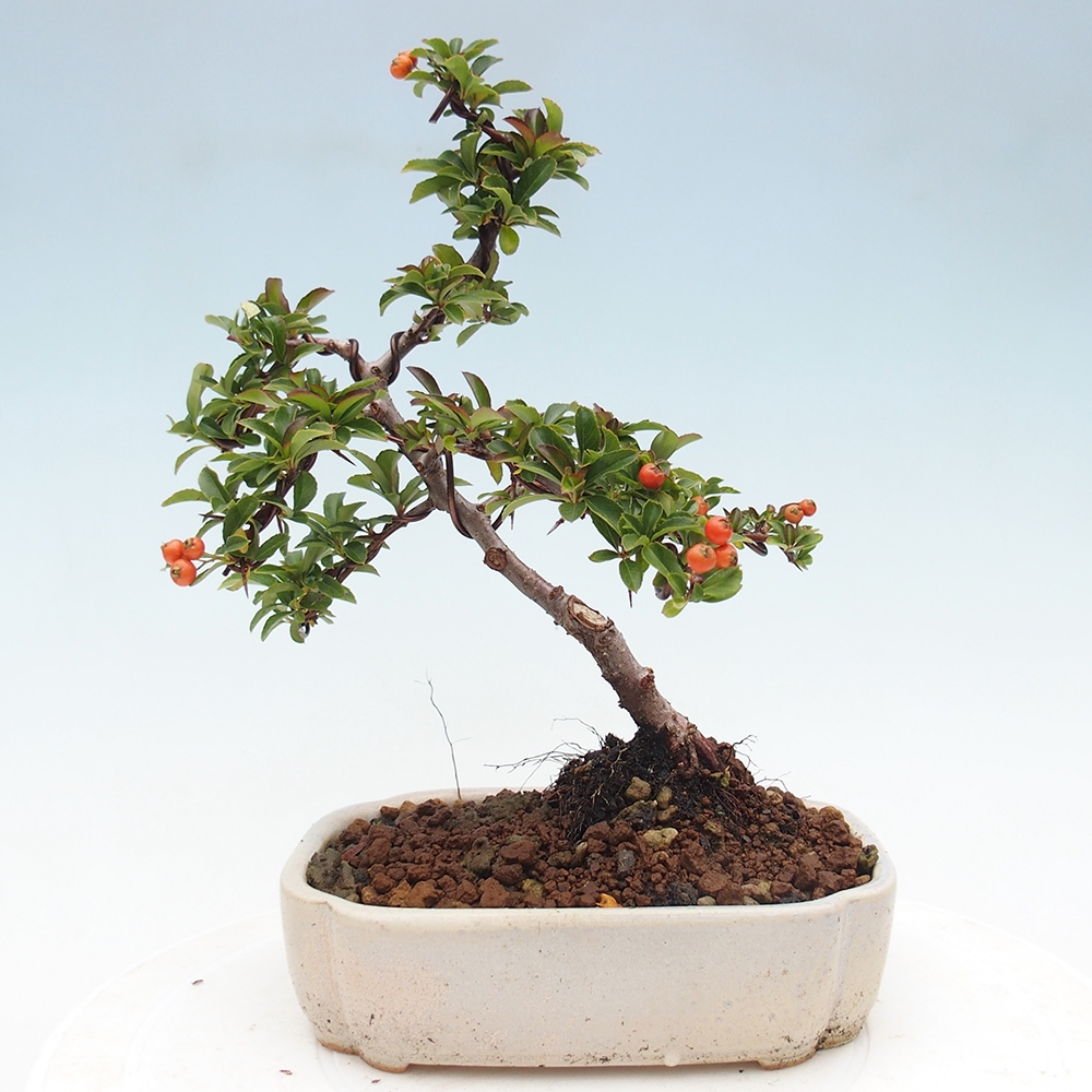 Freiland-Bonsai-Pyracantha Teton -Hlox