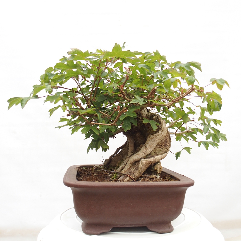 Bonsai für draußen -Javor babyka - Acer campestre