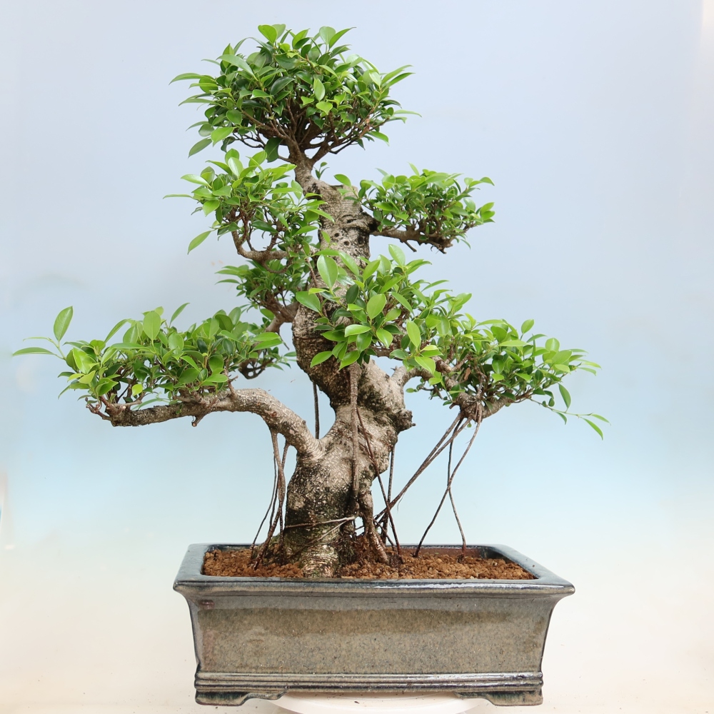 Zimmerbonsai - Ficus kimmen - Kleinblättriger Ficus
