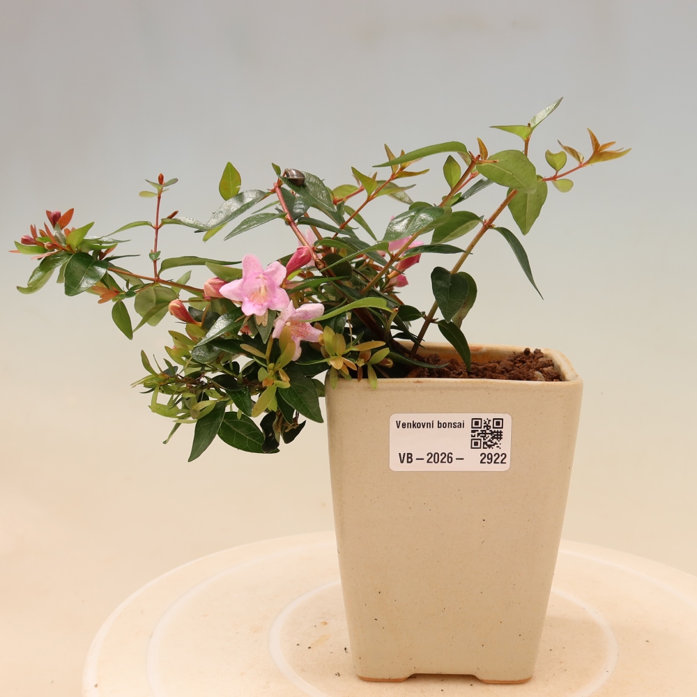 Bonsai für den Außenbereich – Abelia Edward Goucher – Großblumige Abelia