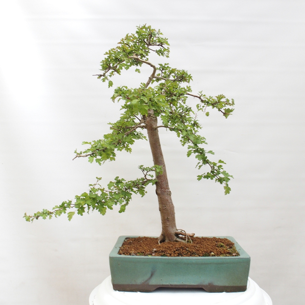 Bonsai für draußen - Weißdorn - Crataegus monogyna